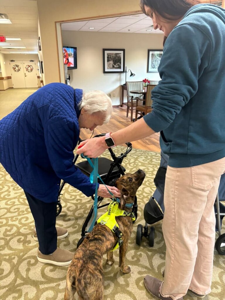 A resident leans over her walker to greet a brindle therapy dog in a yellow harness during an animal therapy visit from Fetch Dog Training at Traditions of Zanesville.